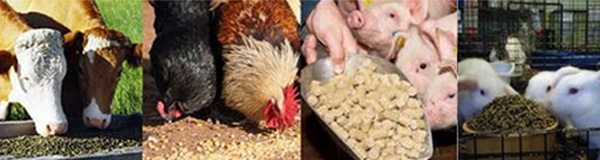 各種動物正在食用飼料顆粒機壓制出來的顆粒飼料圖片